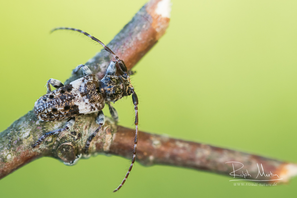 Pogonocherus fasciculatus