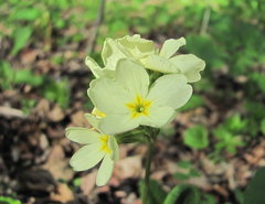 Primula cordifolia