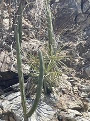 Yucca capensis