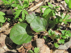 Pyrola rotundifolia