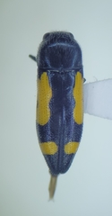 Ptosima gibbicollis