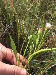 Symphyotrichum vahlii