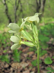 Primula cordifolia