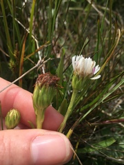 Symphyotrichum vahlii