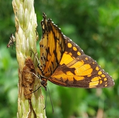 Byblia anvatara crameri