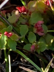 Gonocarpus micranthus micranthus