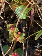 Gonocarpus micranthus micranthus
