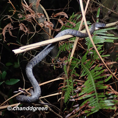Pareas margaritophorus
