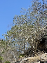 Ficus petiolaris palmeri