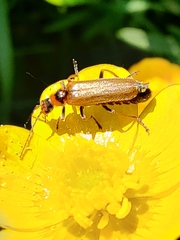 Cantharis rufa