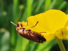Cantharis rufa