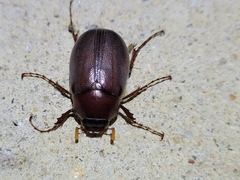 Phyllophaga crassissima