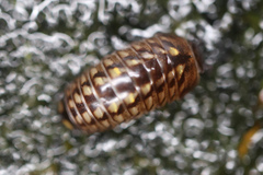Oniscomorpha