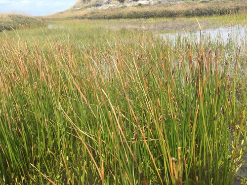 spike-rush (Eleocharis melanostachys)