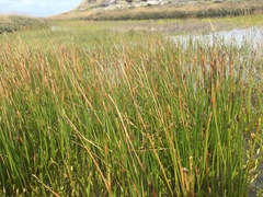 Eleocharis melanostachys