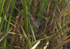 Ischnura fountaineae
