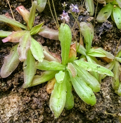 Pinguicula casperiana