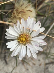 Symphyotrichum vahlii