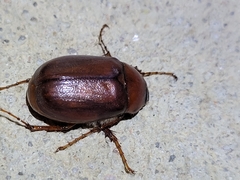Phyllophaga crassissima