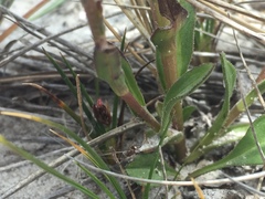 Symphyotrichum vahlii