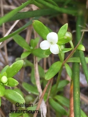 Galium antarcticum