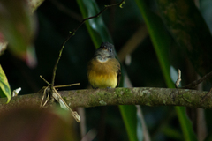 Aphanotriccus capitalis