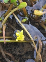 Ranunculus trullifolius
