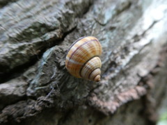 Tropidophora