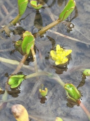Ranunculus trullifolius