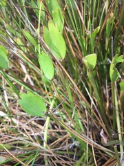 Ranunculus trullifolius