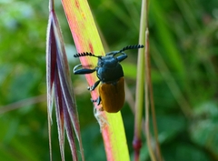 Labidostomis taxicornis