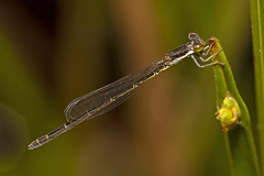 Agriocnemis rubricauda