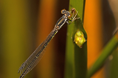 Agriocnemis rubricauda