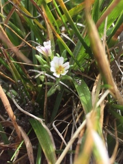 Euphrasia antarctica