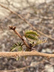 Mimosa tricephala