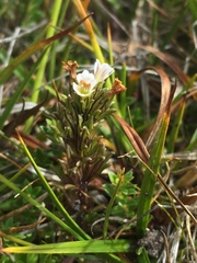 Euphrasia antarctica