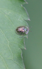 Cassida obtusata