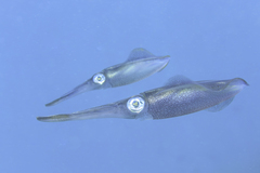 Sepioteuthis lessoniana
