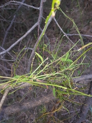 Comesperma volubile