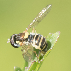Sphaerophoria sulphuripes