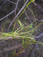 Comesperma volubile