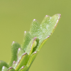 Sphaerophoria sulphuripes