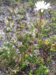 Symphyotrichum vahlii