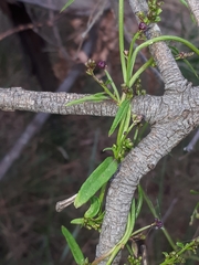 Comesperma volubile