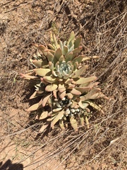 Dudleya virens
