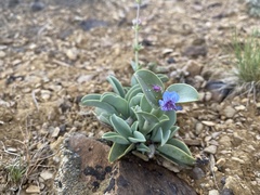 Penstemon pachyphyllus
