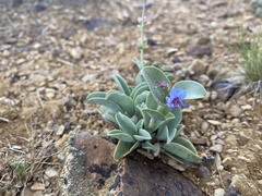 Penstemon pachyphyllus