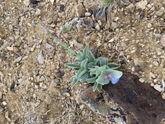 Penstemon pachyphyllus
