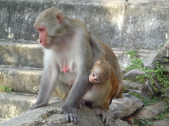 Macaca mulatta