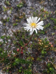 Symphyotrichum vahlii